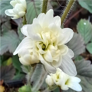 Saxifraga Granulata 'Flore Plena'